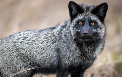 Wallpaper look, Fox, Fox, silver Fox images for desktop, section ...