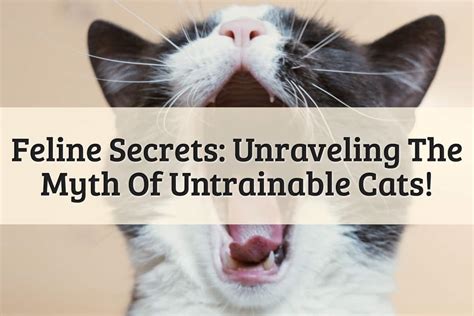 Feline Secrets Unraveling The Myth Of Untrainable Cats Pet Analysis