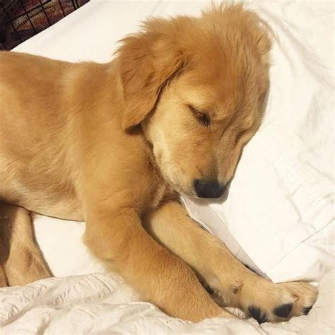 Cute Golden Retriever Puppy Sleeping Golden Retriever Golden