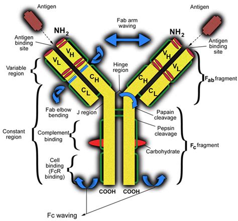 Immunoglobulin G Biochembayern