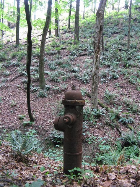 Ferns Fireplug In The Woods Behind Huntingdon Pa Us Rt