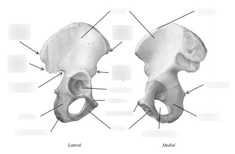 Pelvic Girdle Anatomy Diagram Quizlet