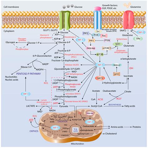 Cancers Free Full Text Metabolic Heterogeneity Of Cancer Cells An