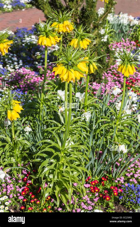 Large Yellow Crown Imperial Fritillary Fritillaria Imperialis Lutea