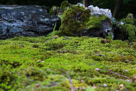 Fotos gratis árbol naturaleza bosque rock desierto planta suelo