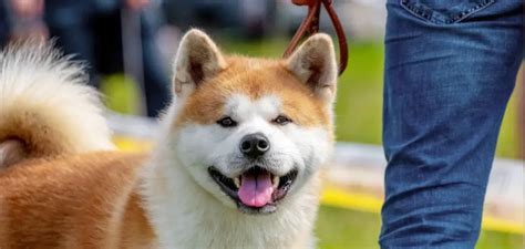 Akita inu wszystko o rasie cena szczenięta hodowla