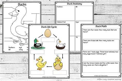 Life Cycle Of A Duck Eyfs