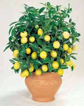 How to Grow a Dwarf Lemon Tree Indoors