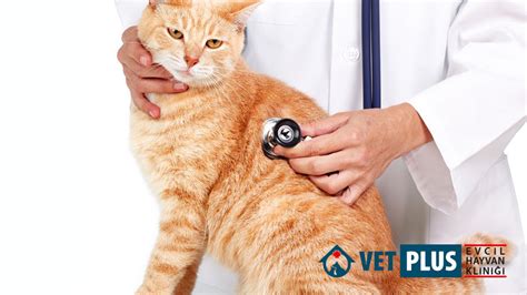 Sakarya Serdivan Veteriner Klini I Vetplus Kedi Ve K Peklerde Check Up