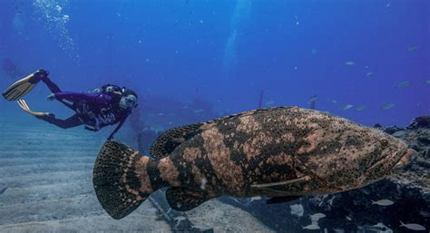 extincao peixe gigante sob ameaca waves