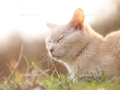 眠る茶トラ猫 写真素材 4174455 フォトライブラリー Photolibrary