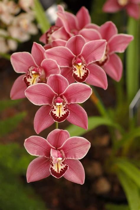 Lindas Flores Orqu Deas No Jardim Como Fazer Em Casa