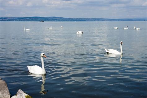 Group Of Swans Stock Photo Image Of Swan Swans Water 75687880