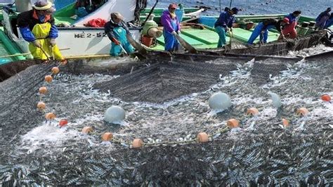 Amazing Watch The Video Net Fishing Catch Hundreds Of Tons Fish