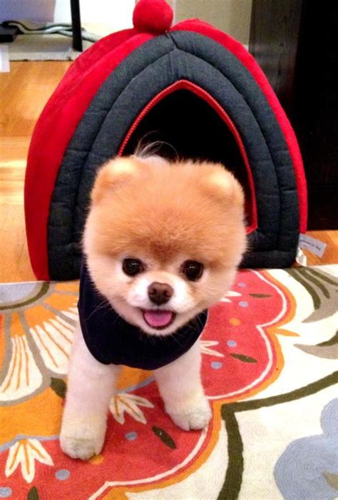 What Kind of Breed is Boo, the Cutest Dog in the World? | HubPages