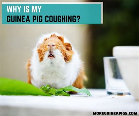 Why Is My Guinea Pig Coughing? - More Guinea Pigs