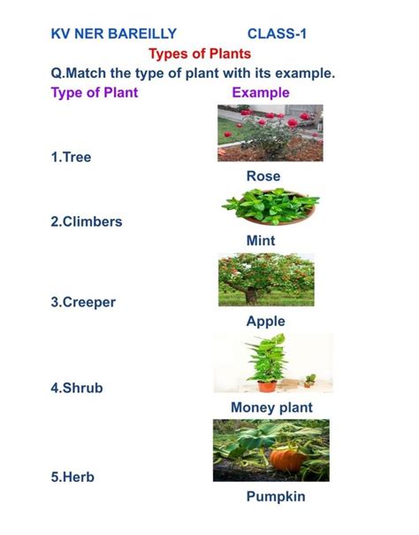 Types Of Plants Chart