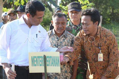 Target Produksi Jagung Nasional Antara Foto