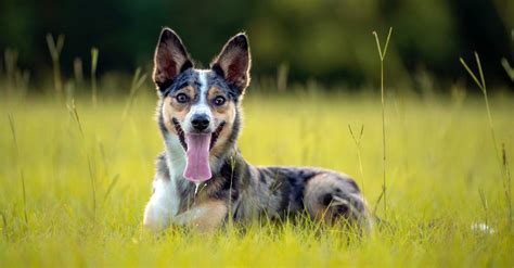 9 Beautiful Types of Collie Dog Breeds