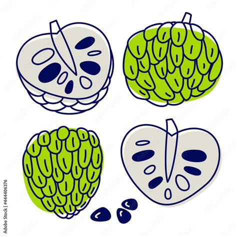 Annona Cherimola Tropical Fruit Icon Set Vector Doodle Illustration Of