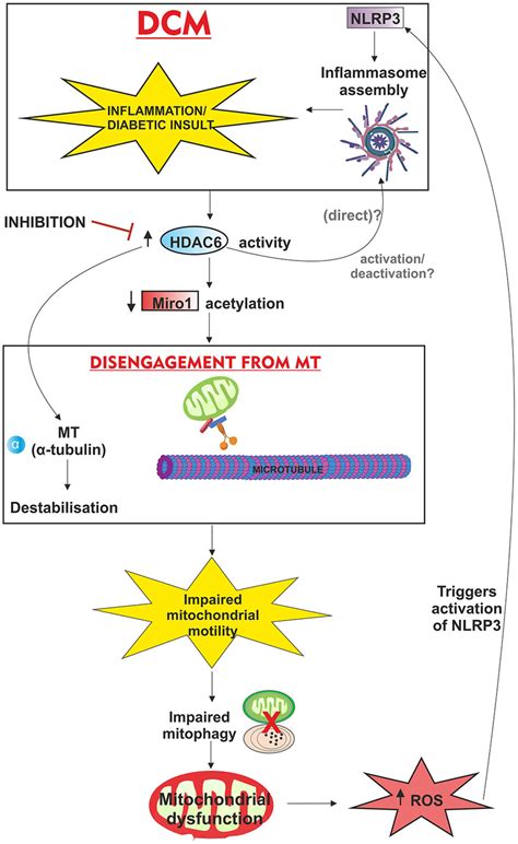 Schematic Overview Of Proposed Mechanism Of Action Of HDAC6 And