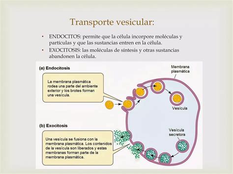 Organelos Membranosos Características Y Función Ppt