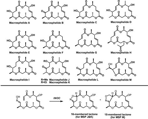 Molecules Free Full Text Synthetic Studies On Bioactive Natural