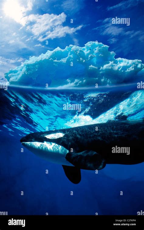 Orca Swimming Underwater Near Iceberg Composite Stock Photo - Alamy