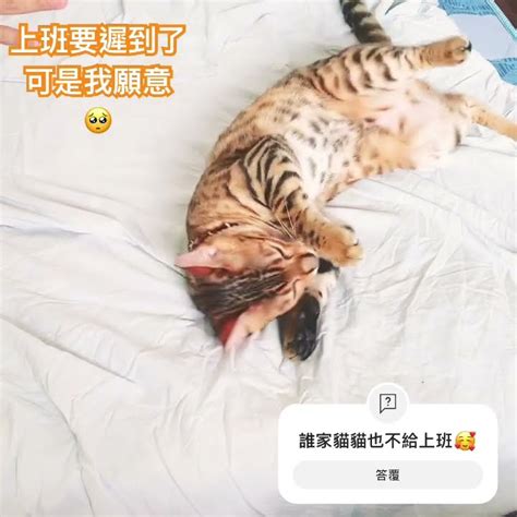 不給上班的娘娘🥺 Cute Cat Tira 豹貓 貓咪 貓 可愛い 可愛 寵物貓咪特輯 寵物 毛孩 毛孩子 毛孩子