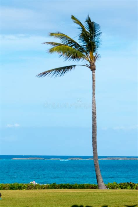 Vertical Palm Trees Stock Photo Image Of Scenery Bahamas 88657086