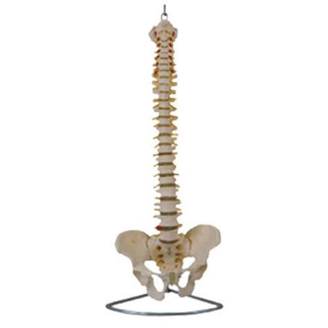 Coluna Vertebral Flex Vel P Lvis Em Tamanho Natural Portal Do M Dico