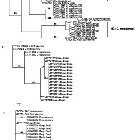 Three Separate Unrooted Phylogenetic Trees Representing Three Gene