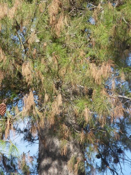 Problemas Plagas Y Enfermedades De Los Pinos