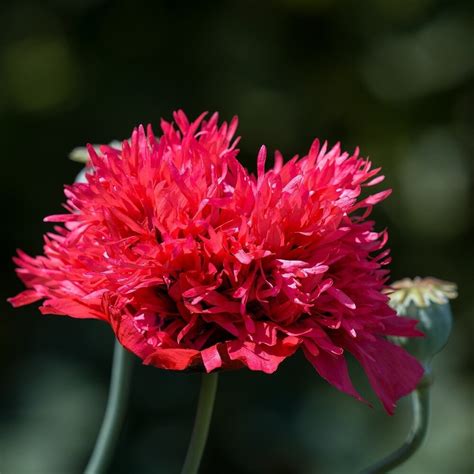 Pavot somnifère Papaver Somniferum Graine de pavot MRS Seeds