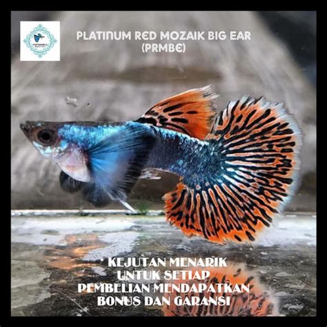 Jual Ikan Hias Guppy Air Tawar Platinum Red Mozaik Big Ear Betina