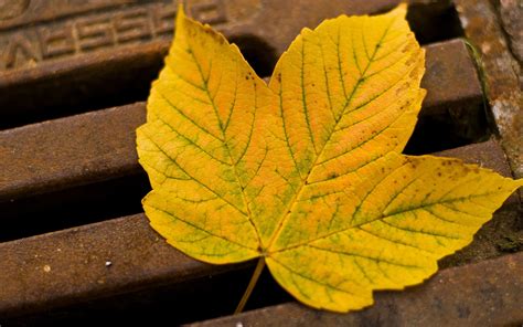 Wallpaper Sunlight Leaves Nature Green Yellow Autumn Flower