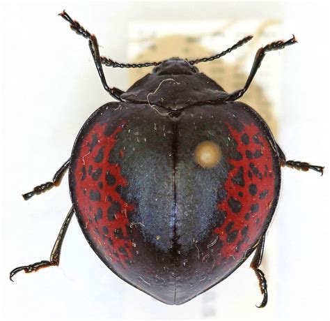 Meet the Beetles: Stunning Museum Specimens from London | Live Science