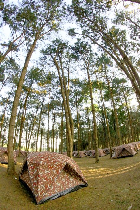 Camping In Pine Forrest At Phu Hin Rong Free Stock Photo Public