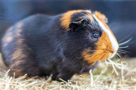 How Long Do Guinea Pigs Live Heres What To Know Pawtracks