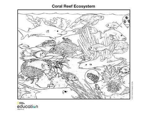 Coral reef coloring pages to download and print for free