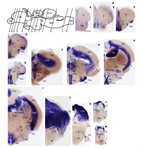 Grm A Expression Pattern In Adult Zebrafish Brain Labeled By Rna In