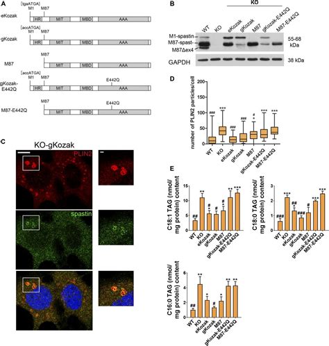 Microtubule Dependent And Independent Roles Of Spastin In Lipid Droplet