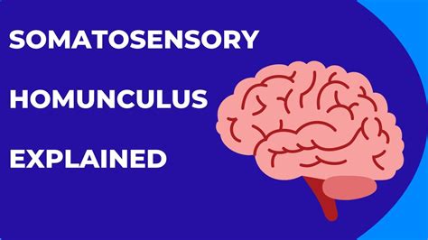 Cortical Homunculus Model - Infoupdate.org