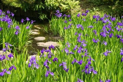 Moisture Loving Plants For Soggy Wet Soil Balcony Garden Web