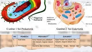 Tabel Perbedaan Sel Prokariotik Dan Eukariotik