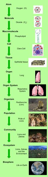 The Levels Of Biological Organization How The Body Is Organized Science Trends