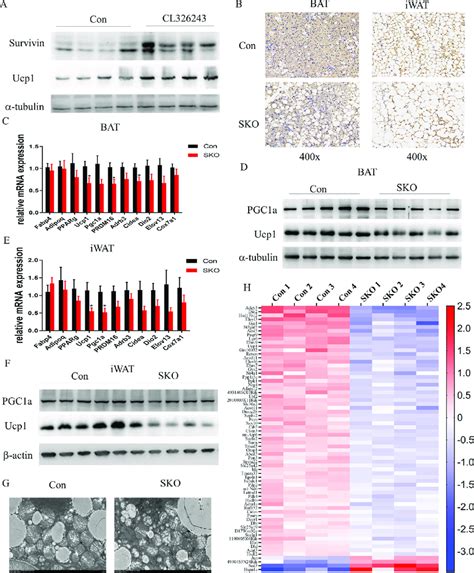 Adipocyte Specific Deletion Of Survivin Reduced Thermogenic Activity In