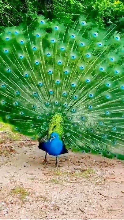 Beautiful Peacock Dance Shorts Viral Youtube