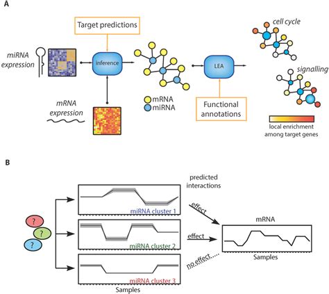 IJMS Free Full Text MicroRNA Target Network Inference And Local