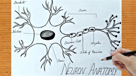 How To Draw Neuron Diagram Easily Class 10 How To Draw Neuron Cell